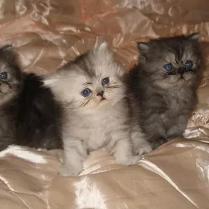 Продам персидских котят от зачётной кошки