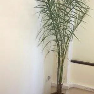 Неприхотливое растение для офиса
