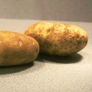 домашний картофель,  не поливной 