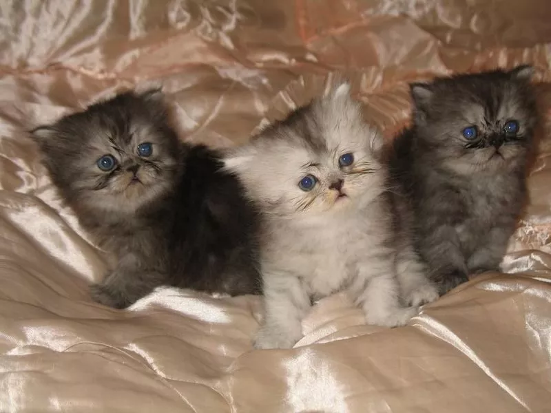 Продам персидских котят от зачётной кошки