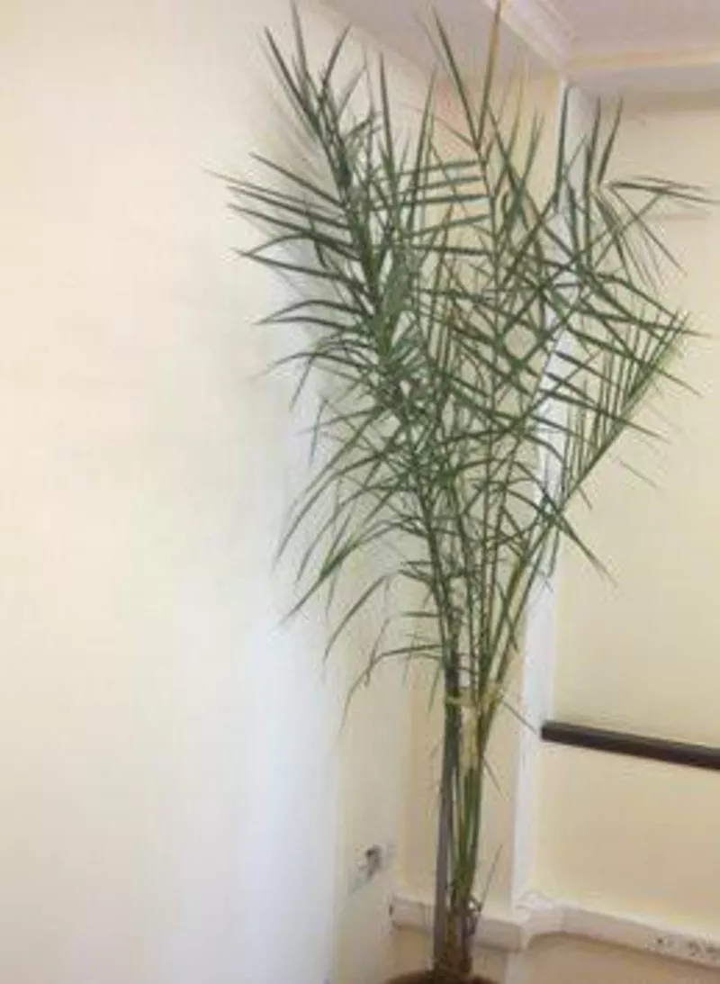 Неприхотливое растение для офиса