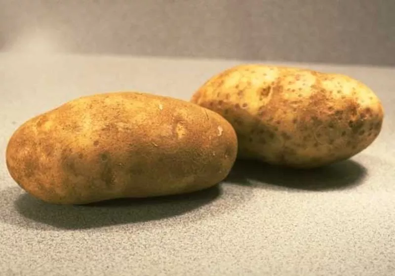 домашний картофель,  не поливной 